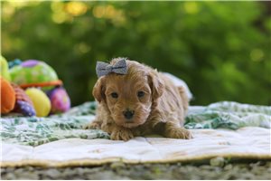 Wilma - Malti Poo - Maltipoo for sale