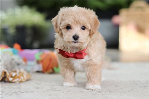 Dynamo - Malti Poo - Maltipoo for sale
