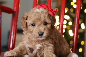 Jenna - puppy for sale