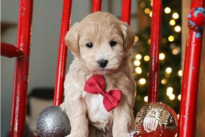Jeremy - Malti Poo - Maltipoo for sale