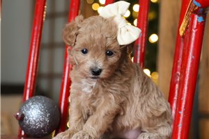 Janelle - puppy for sale