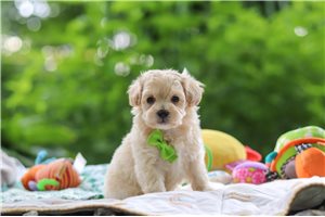Zane - puppy for sale