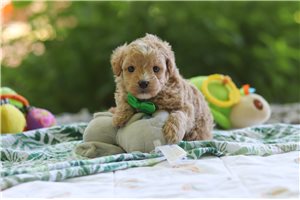 Walter - Malti Poo - Maltipoo for sale