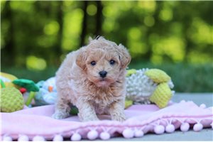 Wendy - puppy for sale