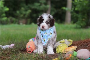 Jonah - puppy for sale