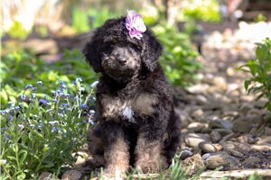 Chloe - puppy for sale
