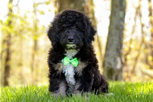 Cooper - puppy for sale