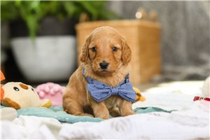 Henri - Goldendoodle, Mini for sale