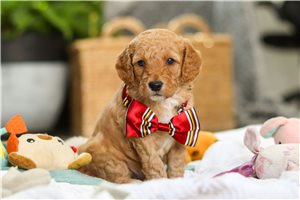 Harry - puppy for sale