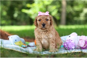Lena - Goldendoodle, Mini for sale