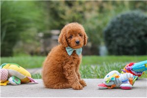 Marshall - Mini Goldendoodle for sale