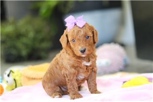 Hester - puppy for sale