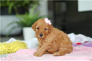 Nora - puppy for sale