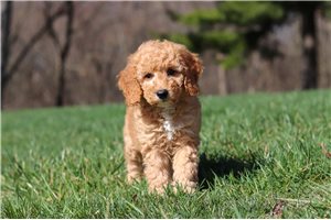 Harry - puppy for sale