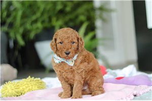 Newt - puppy for sale