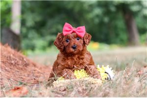 Hilary - puppy for sale