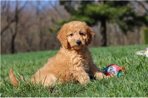 Holland - Goldendoodle, Mini for sale