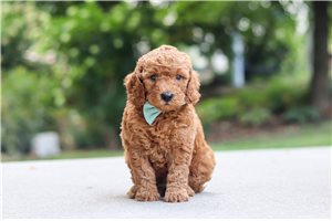 Leopold - Mini Goldendoodle for sale