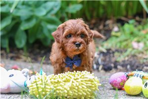 Herman - Goldendoodle, Mini for sale