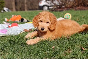 Garfield - Goldendoodle, Mini for sale