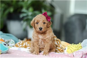 Nevaeh - puppy for sale