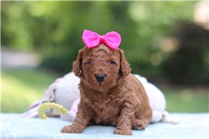 Helena - Goldendoodle, Mini for sale