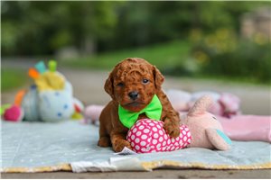 Memphis - puppy for sale