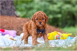 Mario - puppy for sale