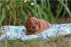 Herbie - puppy for sale