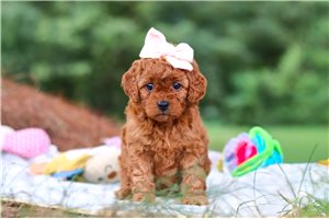 Marigold - Goldendoodle, Mini, placed in Tuscarawas Co