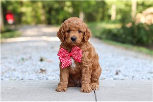 Lawson - puppy for sale