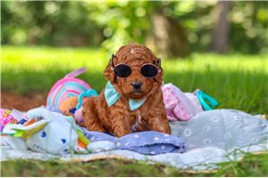 Lawson - Goldendoodle, Mini for sale