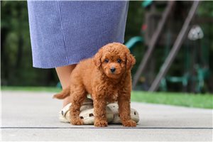 Mickey - Goldendoodle, Mini, placed in Tuscarawas Co