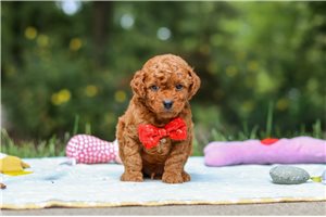 Mickey - Goldendoodle, Mini for sale