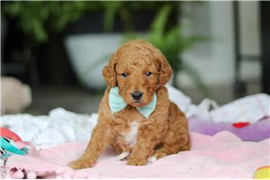 Niles - puppy for sale