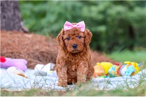 Maggie - Goldendoodle, Mini for sale