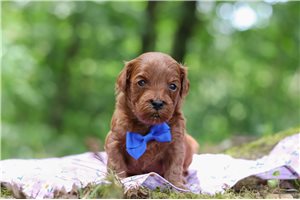Herman - puppy for sale