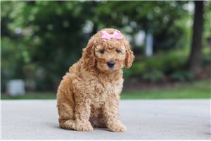 Lena - puppy for sale