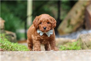 Herbie - Goldendoodle, Mini for sale