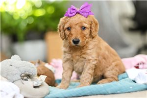 Holland - puppy for sale