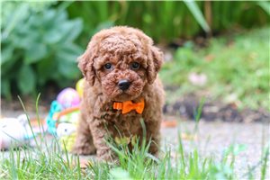 Herbert - Goldendoodle, Mini for sale
