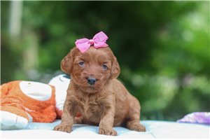Henrietta - puppy for sale