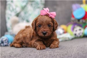 Delaney - Goldendoodle, Mini for sale