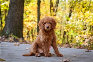 Memphis - Mini Goldendoodle for sale