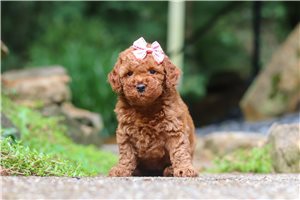 Helena - Goldendoodle, Mini for sale
