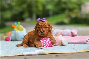 Marigold - puppy for sale