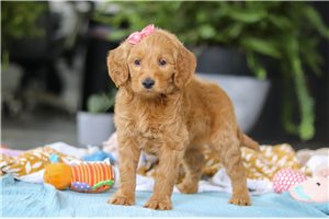 Hazel - Goldendoodle, Mini for sale