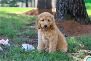 Henri - Goldendoodle, Mini for sale