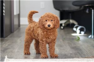 Ginger - Goldendoodle, Mini for sale