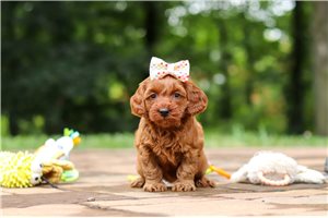 Henrietta - Goldendoodle, Mini for sale